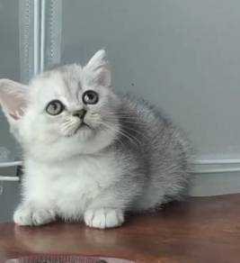 kucing British short hair kitten BSH kitten 