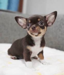 CHIHUAHUA PUPPIES 328 🌷Head Apple Cute Dog
