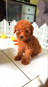 poodle!