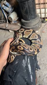 ular kesayangan