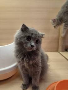 Scottish fold kitten available 
