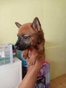 Mix Belgian 