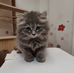 British longhair kitten 