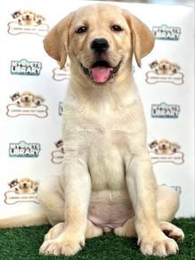 Labrador Retriever