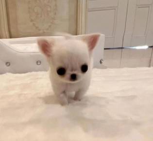 Chihuahua