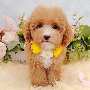 Maltipoo