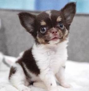 CHIHUAHUA PUPPIES 183🌷Head Apple Bonnie Dog