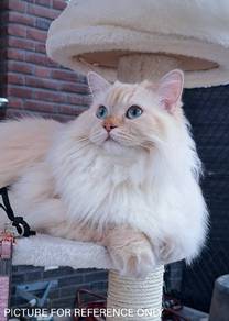 Rare Ragdoll Kitten