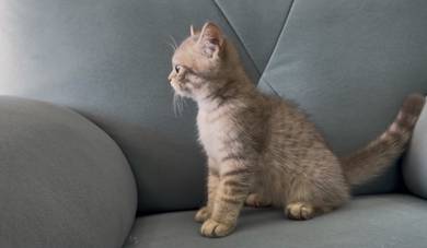 Anak kucing munchkin