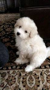 F9909 Dreamy Poochon Beautiful Curly Coat Puppy Ba