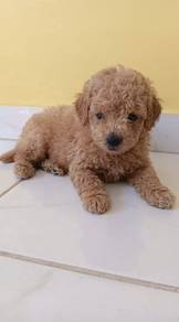 Toy Poodle