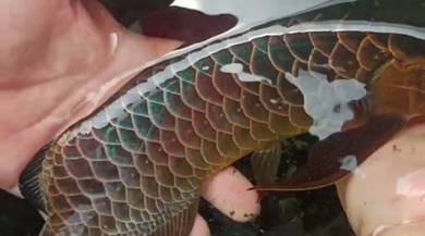 arowana blue base 12 inch-wholesale price