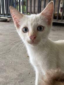 Flame point/Red point Siammese (rehome with fee)
