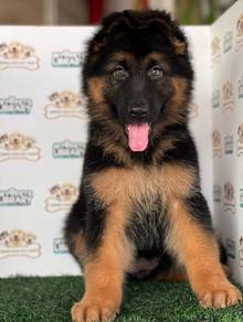 German Shepherd