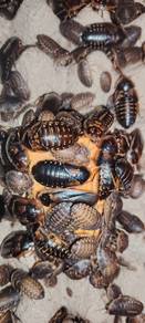 Dubia(Lipas/Roaches) 