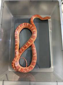 Corn Snake 