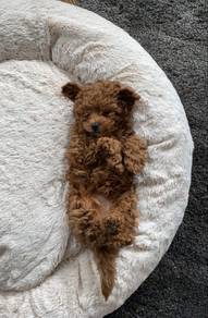 Barky Maltipoo fills hearts with love puppy Baby D