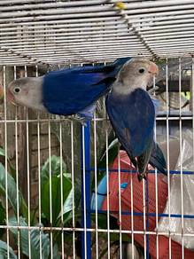 lovebirds