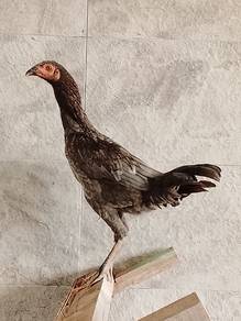 Ayam Baka Baik