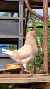 merpati Giant Modena