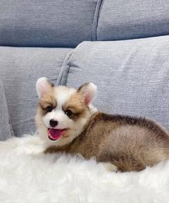Welsh Corgi