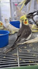 Burung teil