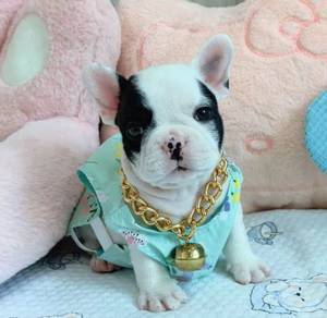 FRENCH BULLDOG PUPPIES VIP120 🌻Cow Pattern