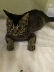 Home Bread big size cats for adoption