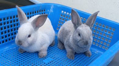 pure mini rex