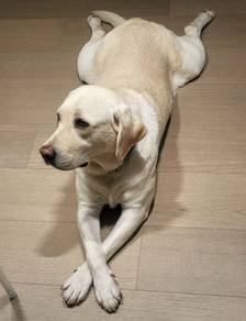 Labrador Retriever