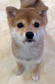 N3231 Sunshine shiba lnu meidum size dog with a fo