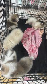 New Pomeranian arrived (Pet Shop) 