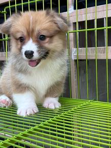 Long-hair Corgi