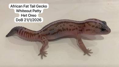 African Fat Tail Gecko Whiteout Patty Untuk Dijual