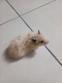 hamster syrian
