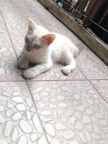 flame point siam