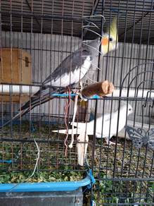 Cockatiels - Male Dark Grey/ Female Albino Red Eye