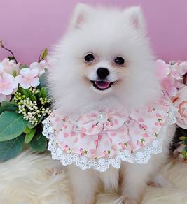 Pomeranian
