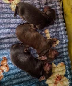 Miniature Dachshund