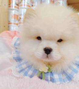 Chow Chow