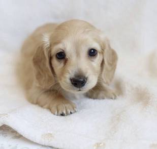 U18 Ear-flopper Dachsund Cute Hot Dog Puppy Puppy