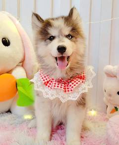 Husky
