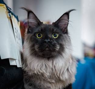 Maine Coon Boy Black Smoke 🇷🇺
