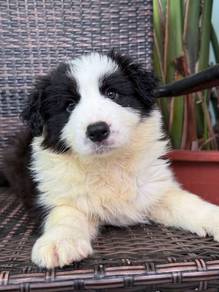 Black White BorderCollie with Purebreed