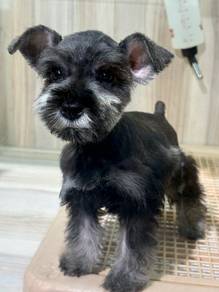 Schnauzer