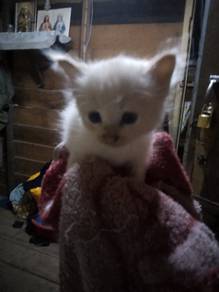 Red flame siamese kitten mix Tabby