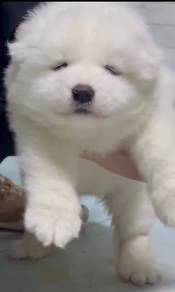 Samoyed puppy