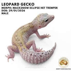 Leopard Gecko Macksnow Eclipse Het Tremper Johor