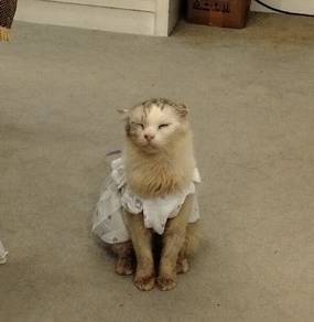 Scottish Fold