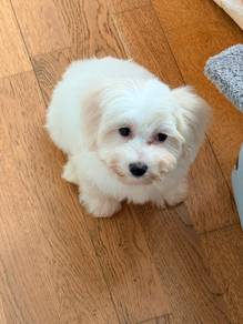 White Maltipoo